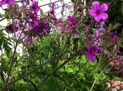 Geranium Palmatum What Performer