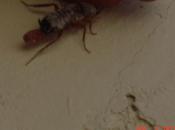 What That Attached Cockroach?