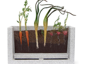 Transparent Root Vegetable Farm