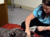 Comforts Other Sick Canines Clinic