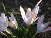 Crocus Tournefortii