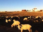 Restoring Natural Cultural Resources Black Mesa