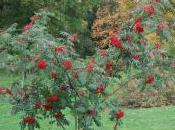 Sorbus Wilsoniana