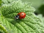Life Cycle Pests: Understanding Their Behavior Better Control