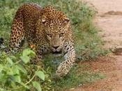 Your Complete Guide Yala National Park, Home Lankan Leopards