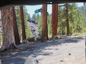 Treefollowing: Pine California