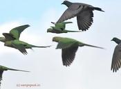 Perceptions Parrots Flying