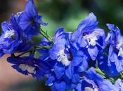 What Does Larkspur Flower Look Like