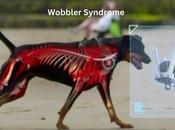 Ayurveda Wobbler Syndrome Dogs