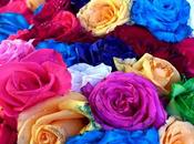Colourful Roses