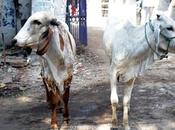 Cows Right Disagreement