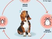 Herbal Remedies Ticks Dogs Understanding Managing