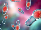 Herbal Treatment Clostridium Difficile Infection