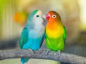 What’s Going with India’s Love Bird Awards?