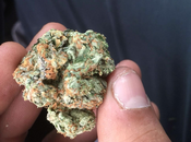 Best Weed Strains Anxiety: List Benefits