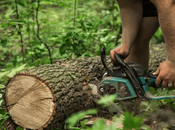 Important Factors Consider When Hire Tree Removal Service?