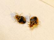 Year Review, Pest Control 2013.