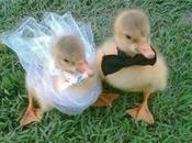 World’s Best Images Animals Getting Married