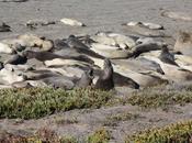 Wordless Wednesday: Coasting Down California, Complete with Elephant Seals