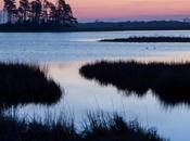 Chincoteague’s Beauty