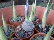 Tiny Pots Iris Reticulata