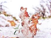 Snowy Leaf