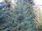 Abies Cephalonica