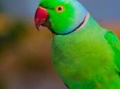 Macaw Parrot Price India: India’s Hidden Gems