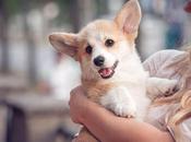 Does Become Emotional Support Dog?