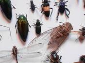 Insect Control Public Health: Importance Pest Management Services