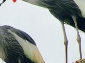 BIRDS UMUSAMBI VILLAGE, KIGALI, RWANDA: Guest Post Karen Minkowski