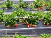 Grow Strawberries Greenhouse??