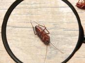 Tips Keep Your Home Pest-Free Throughout Year