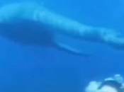 Video Clip Which Diver Swims with Dinosaur. Color Skeptical