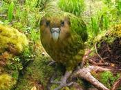 Kakapo Rare Flightless Bird Zealand