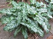 Favourite Plant Week Arum Italicum Subsp. 'Marmoratum'