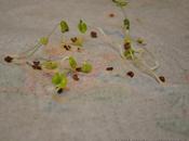 Seed Viability, Part Planting Seedlings Embedded Paper Toweling