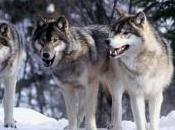 Federal Judge Allows Wolves Killed Hunters Take