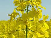 Free Planet FREE PLANET Will Sold Military Drill Awareness