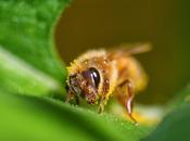 Major Benefits Pollen