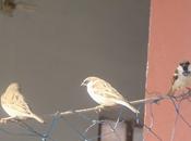 Shine Plenty Golden City Jaisalmer