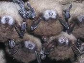 White-Nose Syndrome Alarming Threat North American Bats