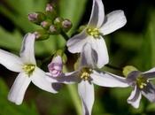 Toothwort