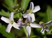 Toothwort