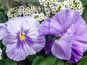 More Pansies