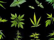 Cannabis Legalization Boom Potent Forms Drug That Present Hazards Adolescents