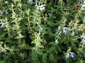 Salvia Patens ‘Cambridge Blue’