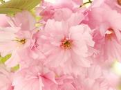 Cherry Blossom Magic