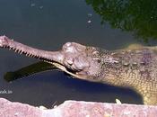 Women Fought Crocodile Save Sister Receive Gallantry Award