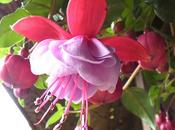 Fuchsia Azalea